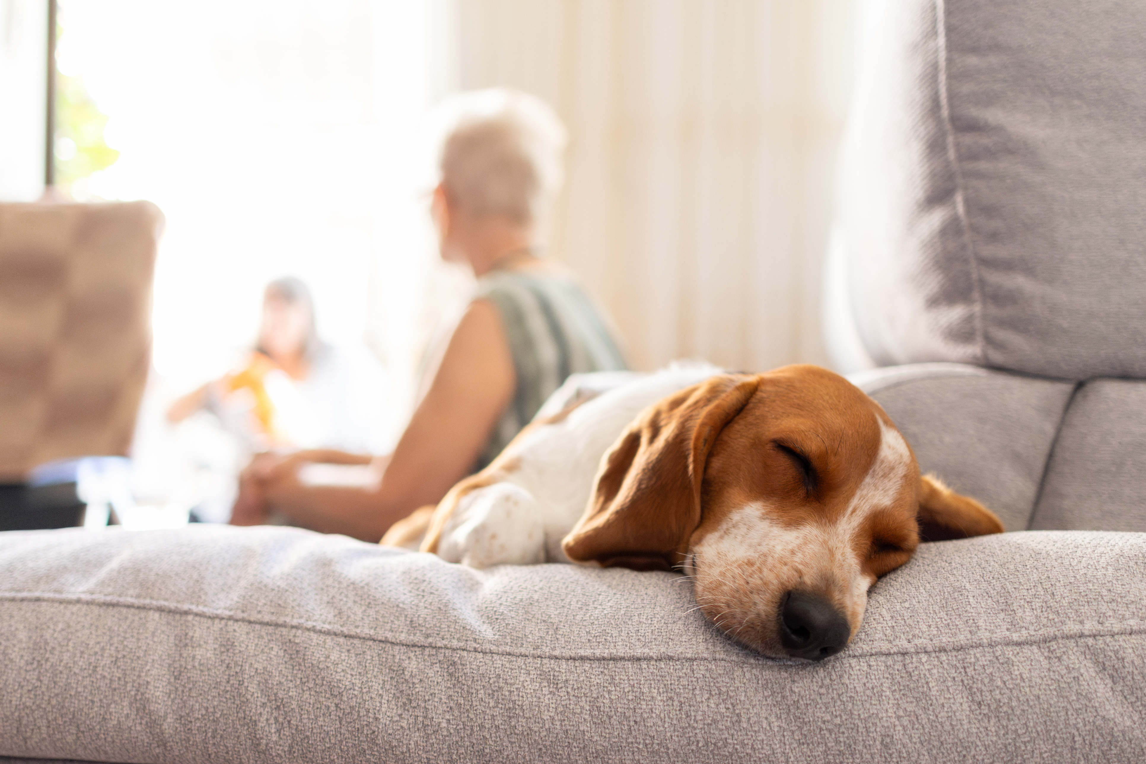Dog resting comfortably at home during daycare