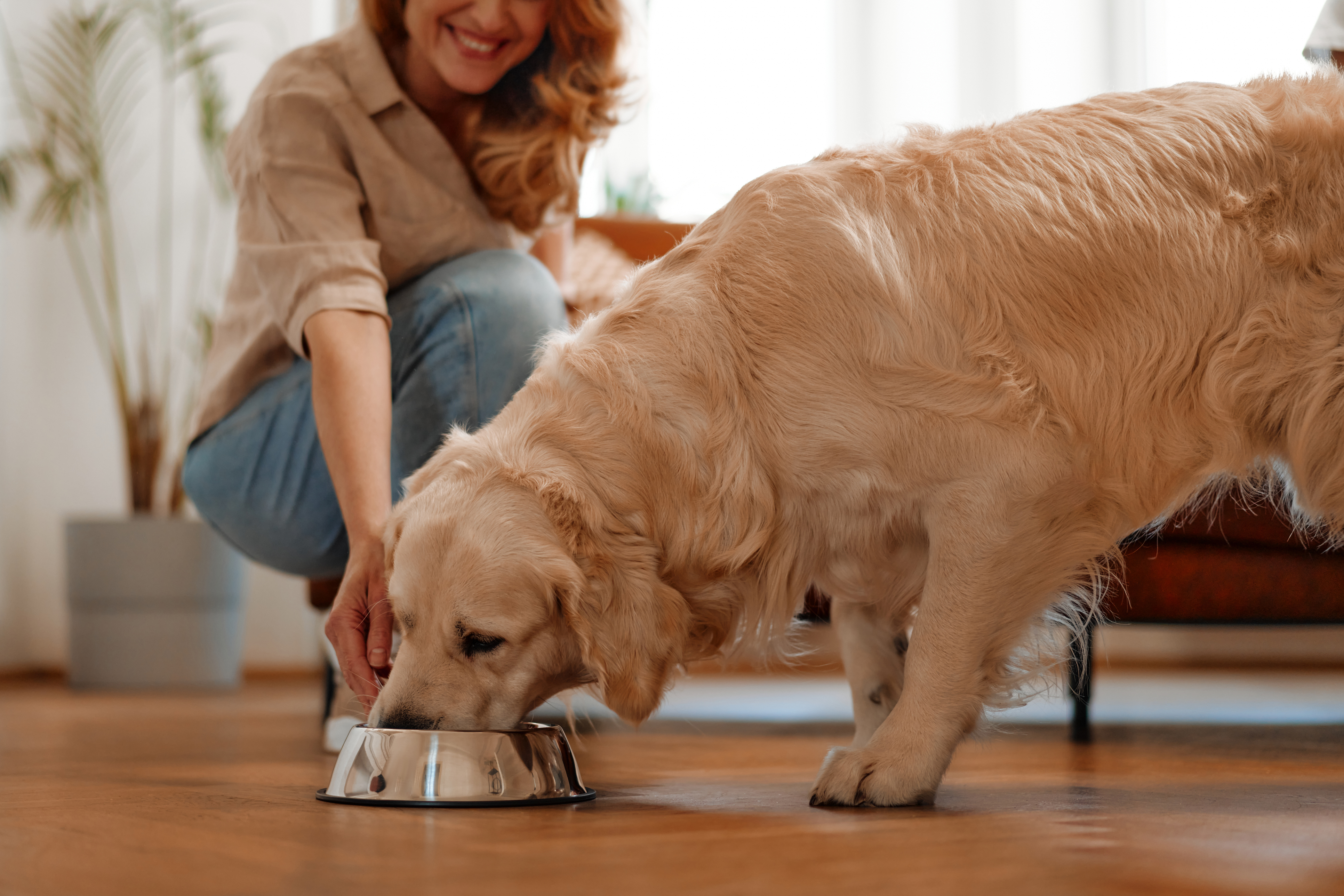 Dog eating a meal at home during a feeding-only visit