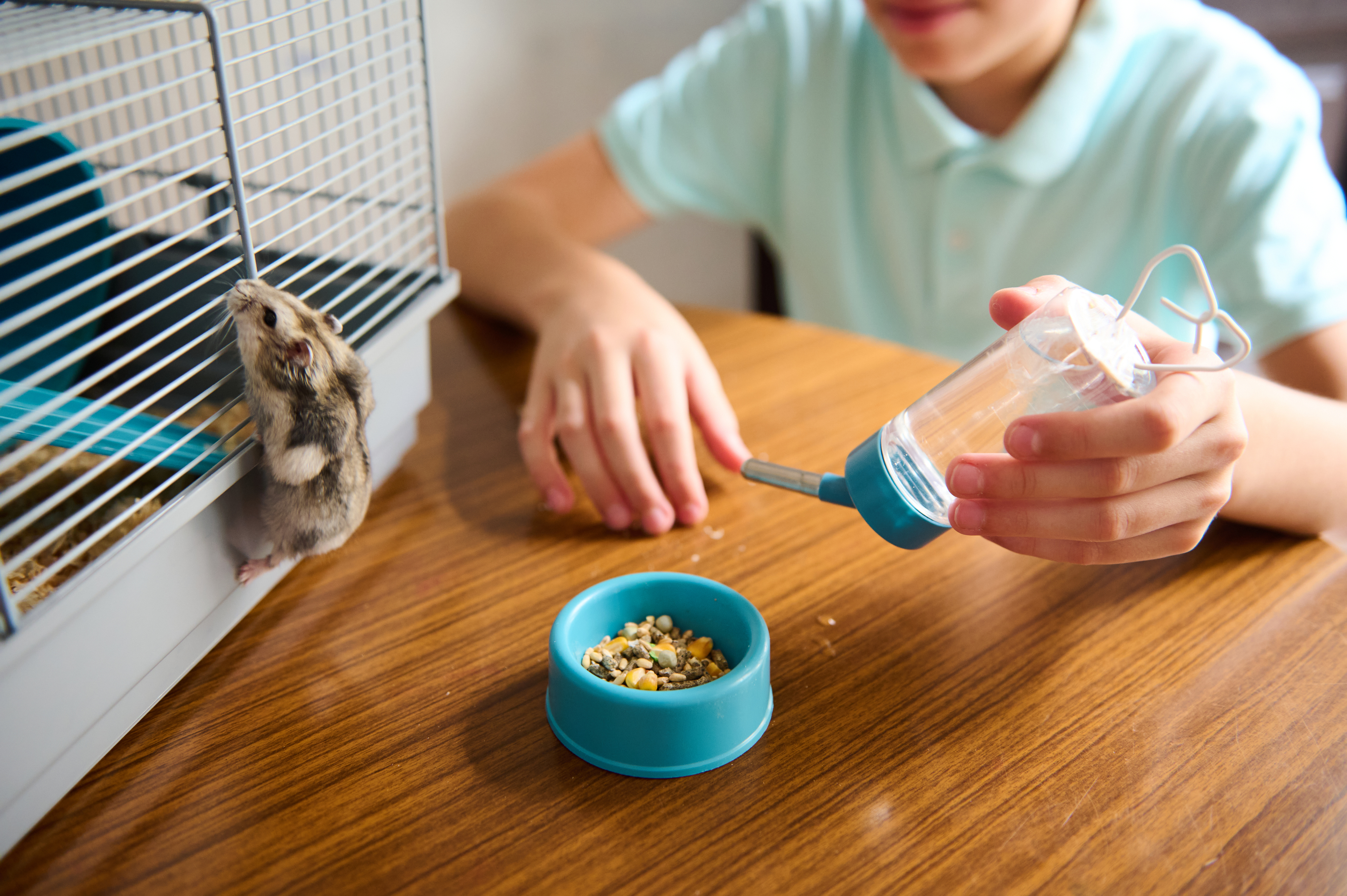 Feeding a hamster and refilling water at home