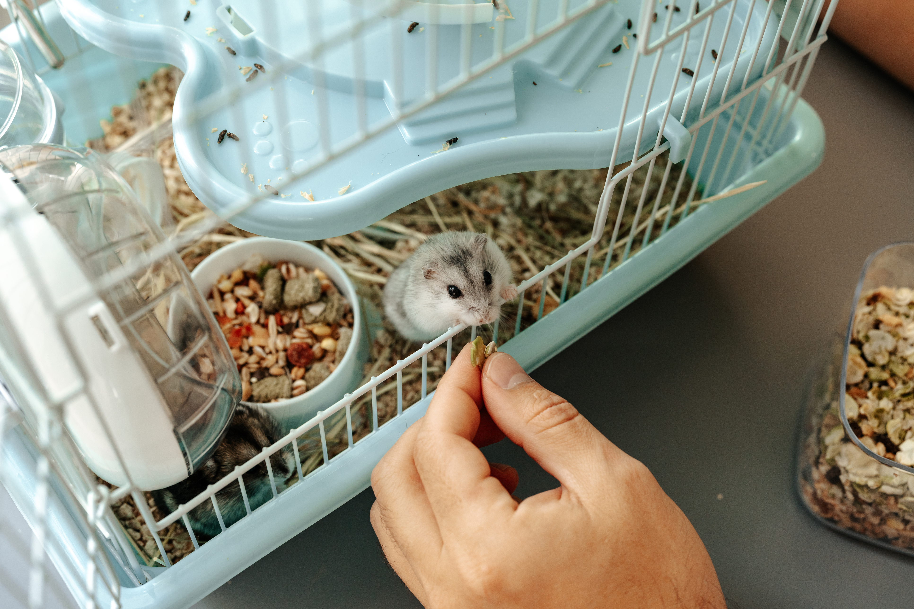 Hamster being fed at home during a feeding-only visit