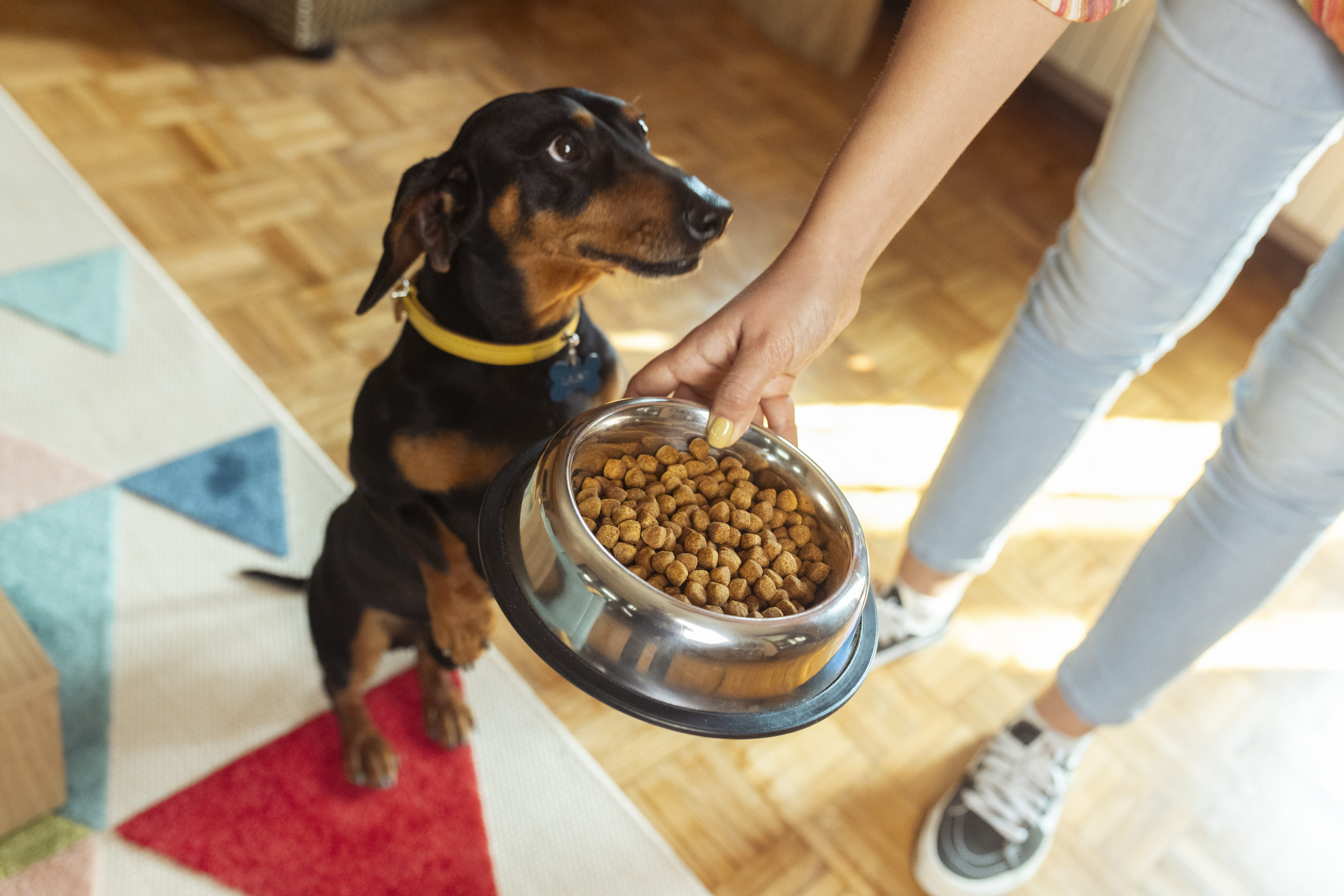 Pet friend feeding a dog at home
