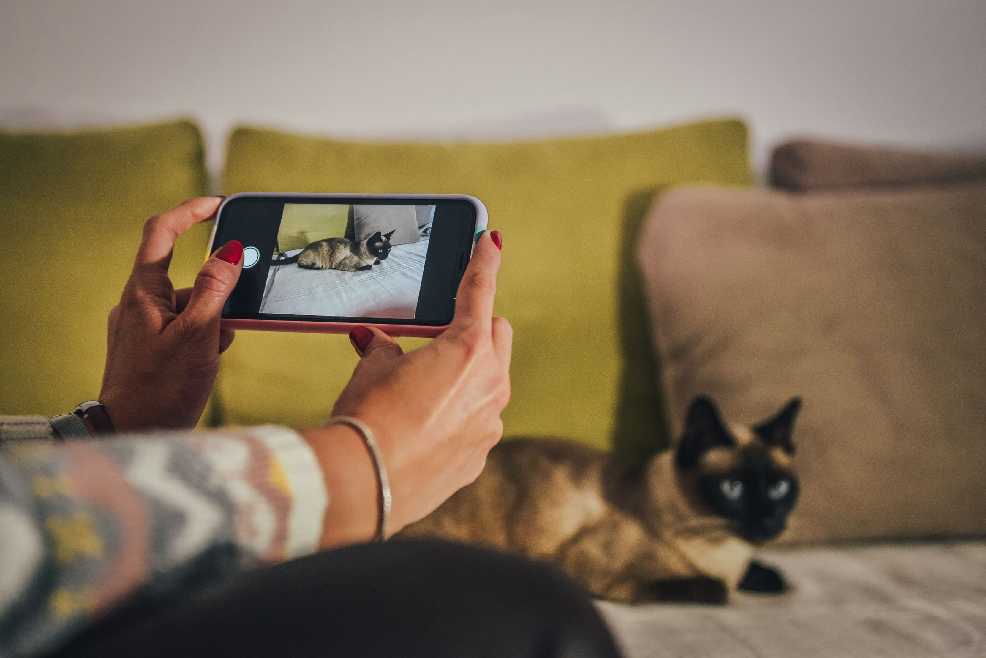 Woman taking a photo of her cat for creating a user profile