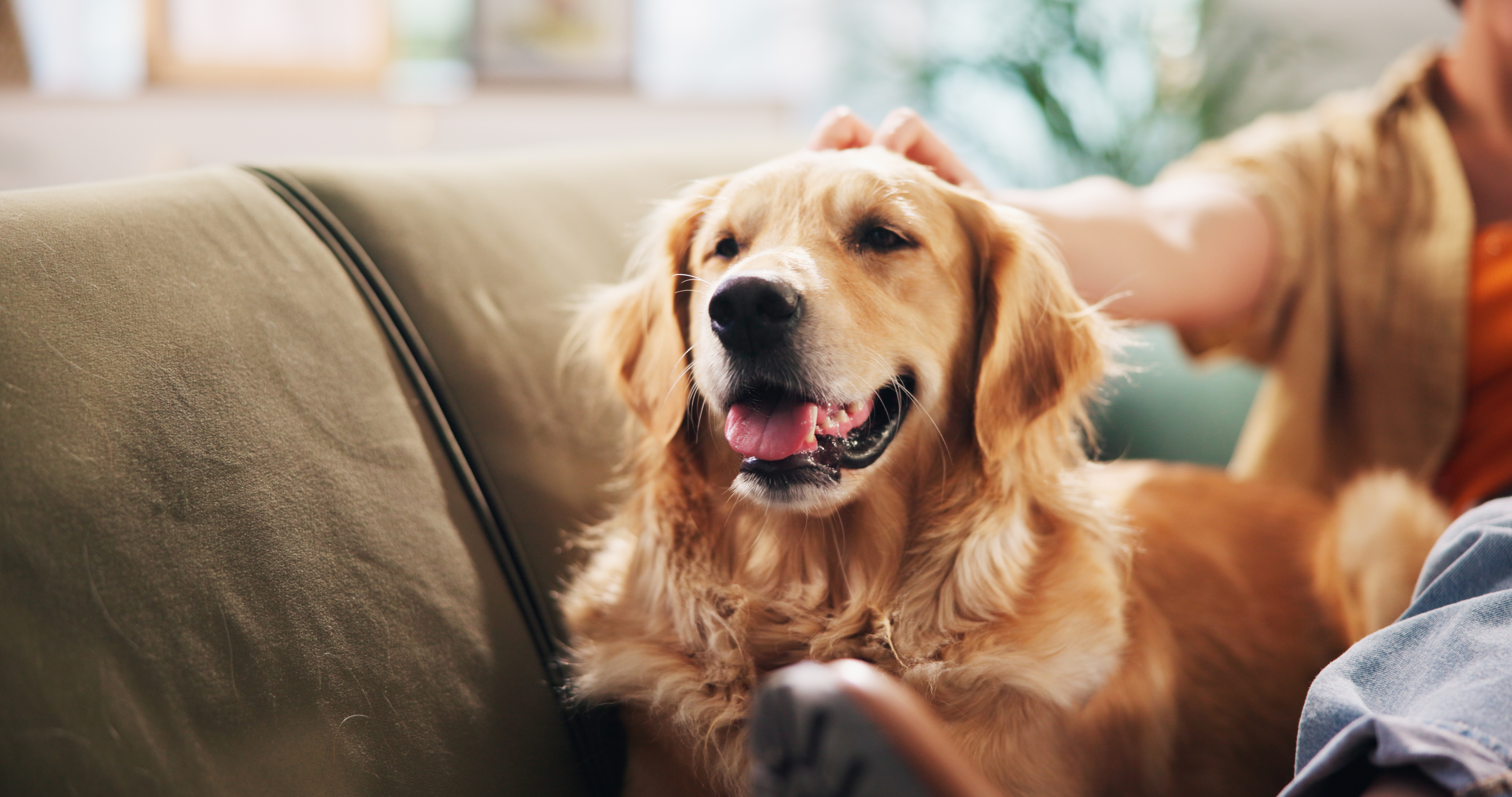 Bonding moment between a pet and caregiver during overnight care