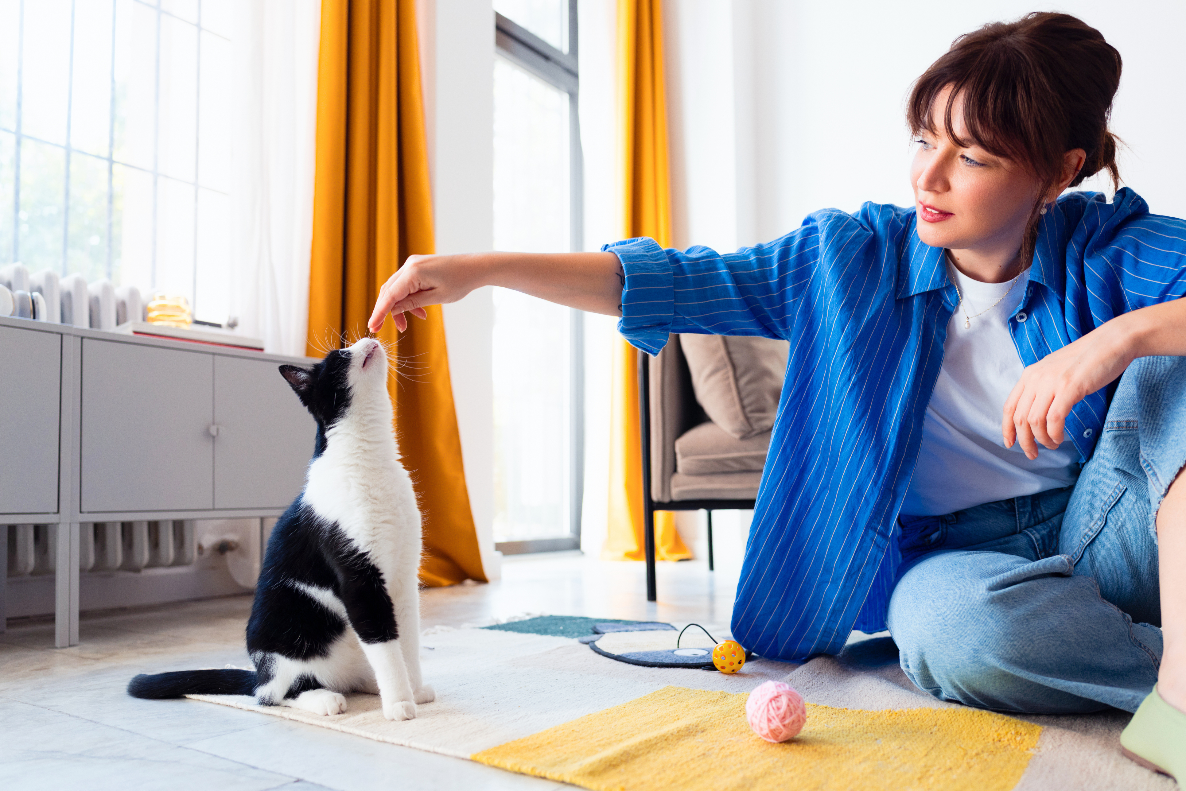 Cat interacting with a pet friend at home