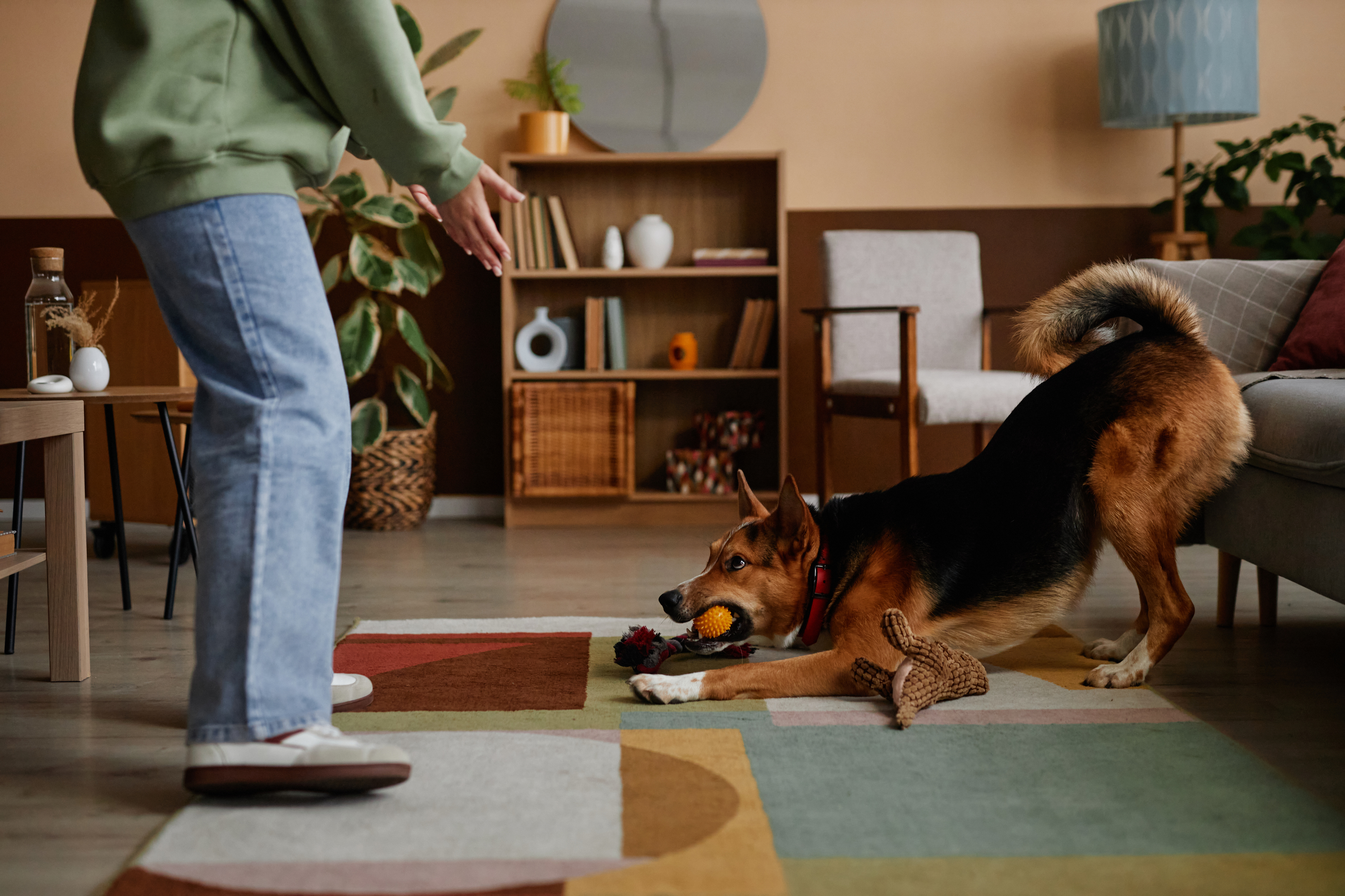 Dog playing with a ball during a play visit