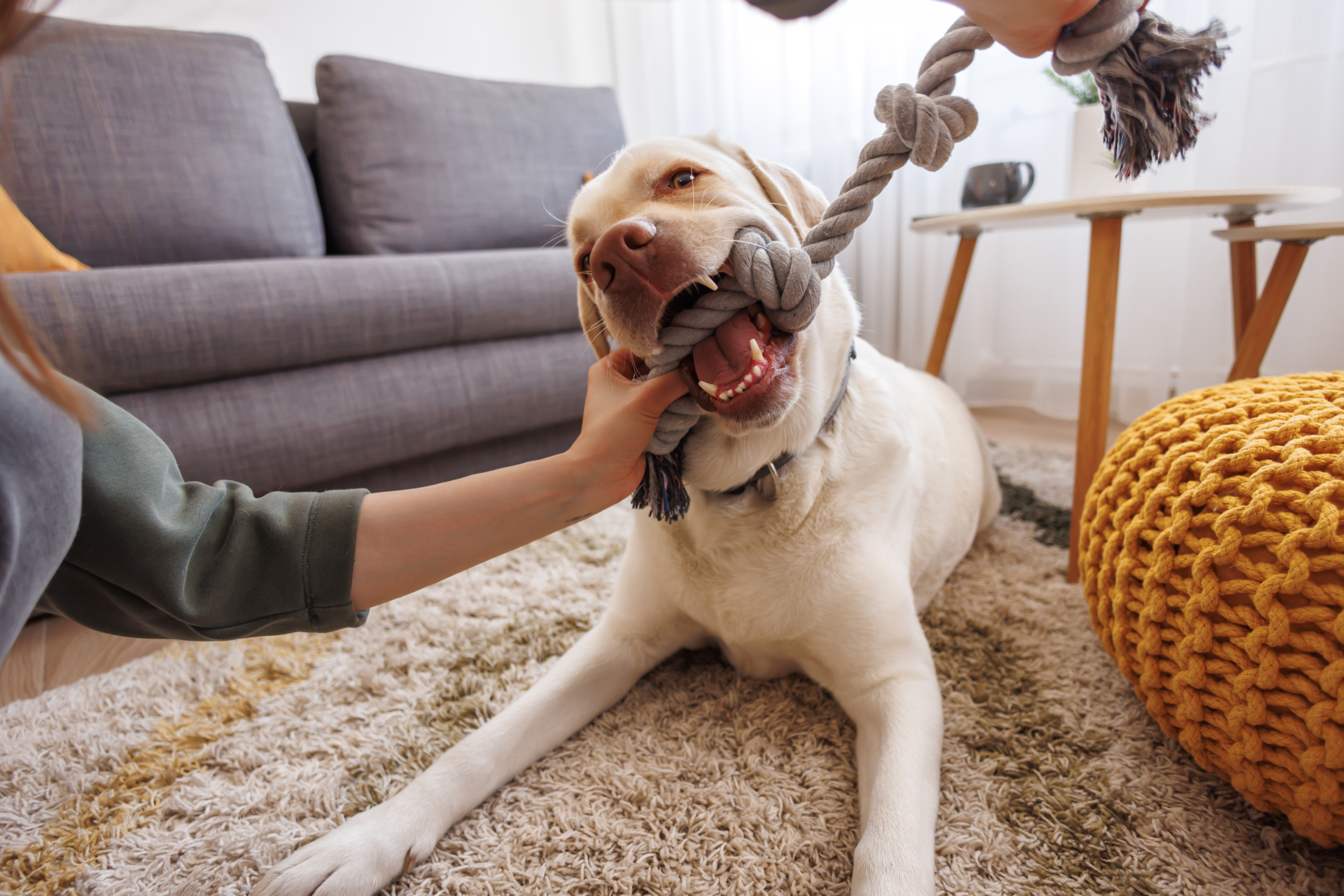 Dog playing with a toy at home during a play visit
