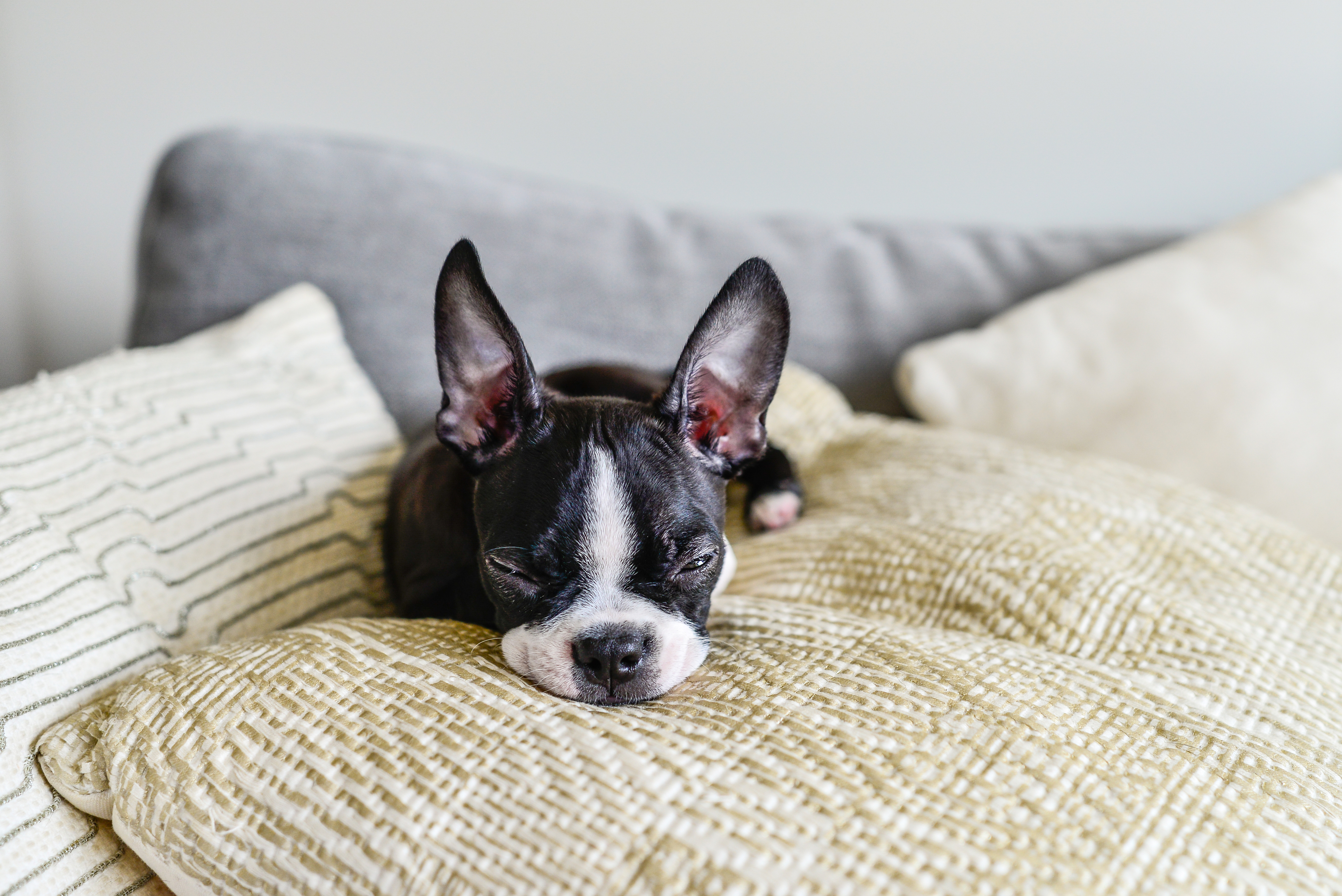 Borrowing a Dog: What You Need to Know Beforehand