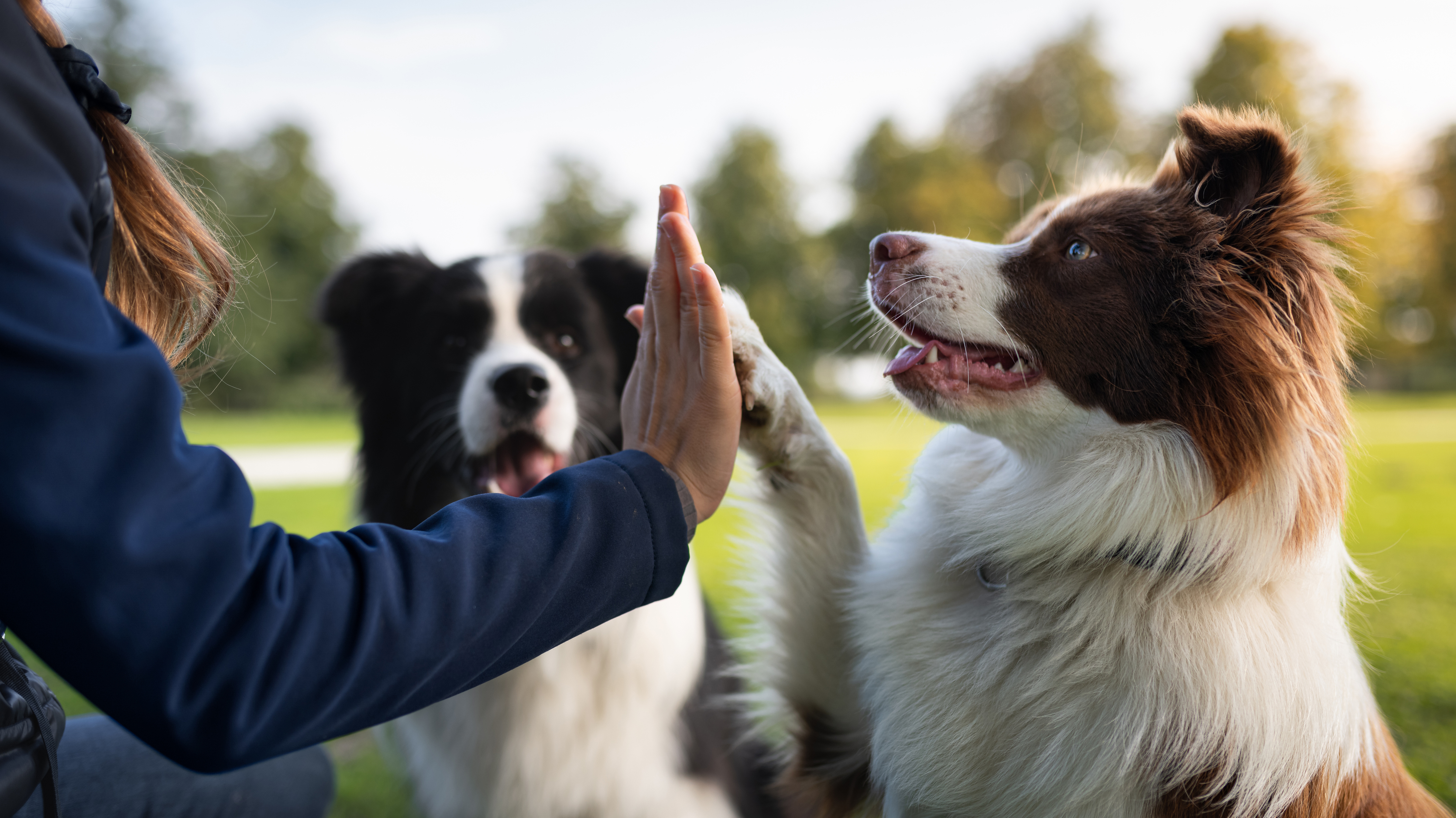 Building Trust as a Pet Friend: How to Make a Great First Impression